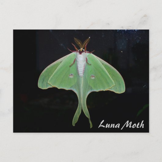 Luna Moth Briefkaart (Voorkant)