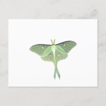 Luna Moth