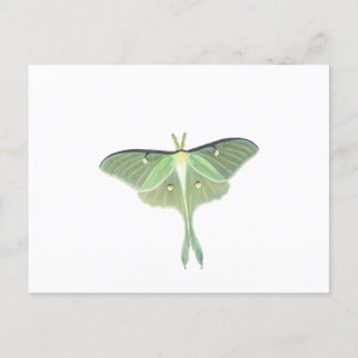 Luna Moth Briefkaart