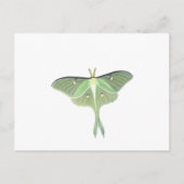 Luna Moth Briefkaart (Voorkant)