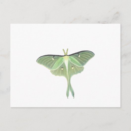 Luna Moth Briefkaart (Voorkant)