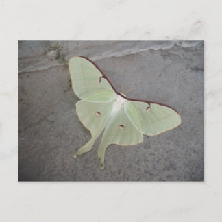 Luna moth grijs achtergrond-briefkaart briefkaart