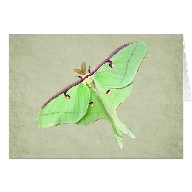 Luna Moth Kaart (Voorkant Horizontaal)
