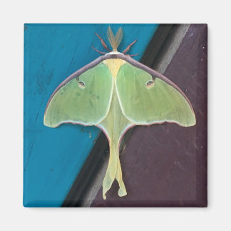 Luna Moth Magnet Magneet