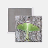 Luna Moth Magnet Magneet (Voorkant / Achterkant)