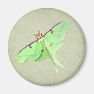 Luna Moth Magnet Magneet