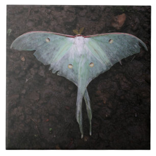 luna moth natuur vlinderkoorts droom tegeltje