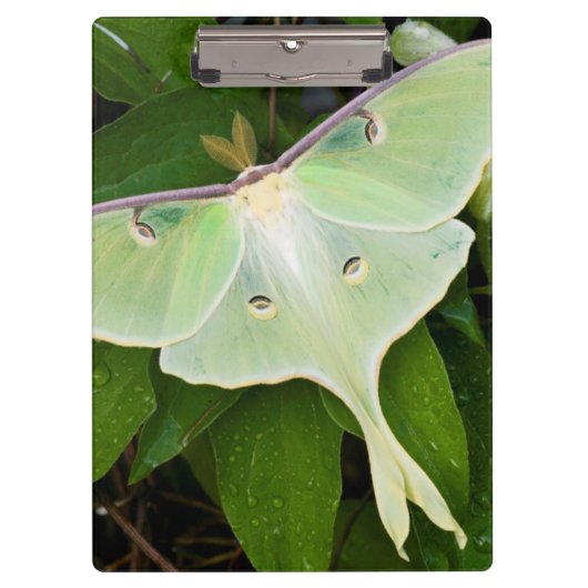 Luna Moth on Carnaby Clematis Klembord (Voorkant)