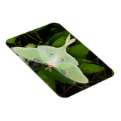 Luna Moth on Carnaby Clematis Magneet (Rechterzijde)