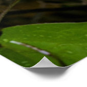 Luna Moth on Carnaby Clematis Poster (Hoek)