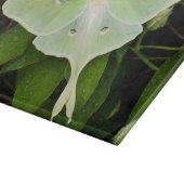 Luna Moth on Carnaby Clematis Snijplank (Hoek)