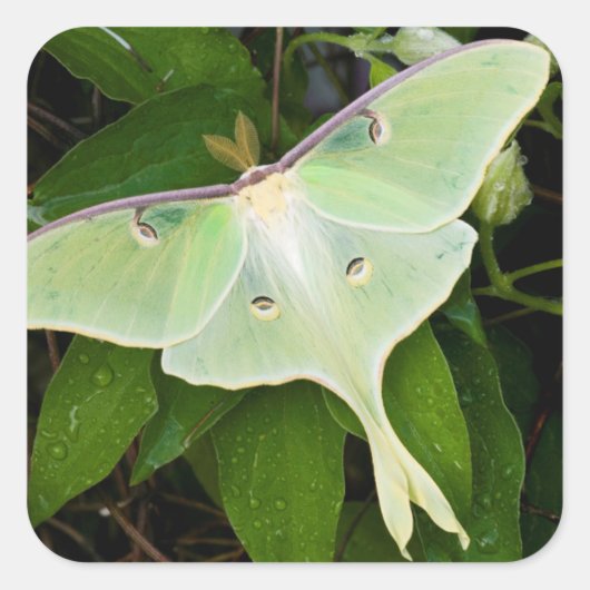 Luna Moth on Carnaby Clematis Vierkante Sticker (Voorkant)