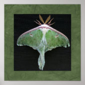 Luna Moth Photo Print (Voorkant)