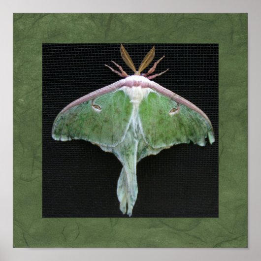 Luna Moth Photo Print (Voorkant)