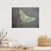 Luna Moth Poster (Keuken)