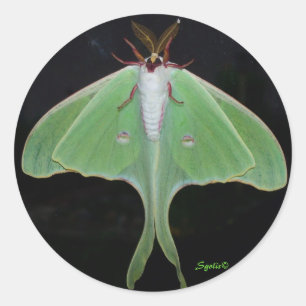 Luna Moth Sticker