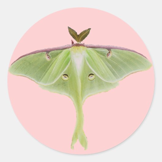 Luna Moth Stickers (Voorkant)