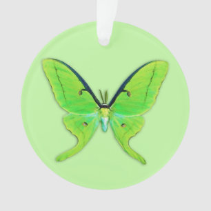 Luna moth sur un arrière - plan vert pâle