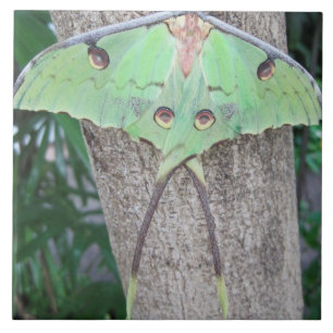 Luna Moth Tegeltje