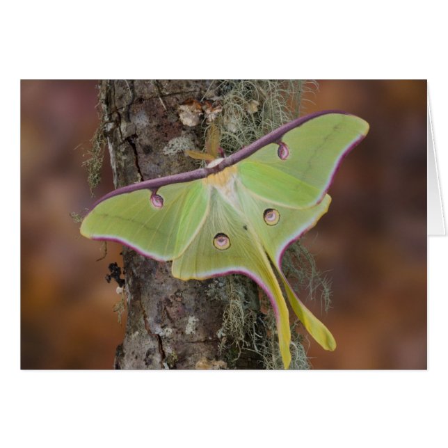 Luna Silk Moth (Voorkant Horizontaal)