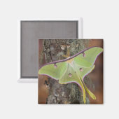 Luna Silk Moth Magneet (Voorkant / Achterkant)