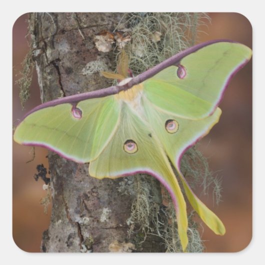 Luna Silk Moth Vierkante Sticker (Voorkant)