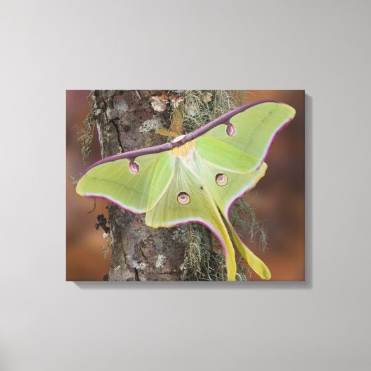 Luna Zijdevlinder Canvas Afdruk (Voorkant)