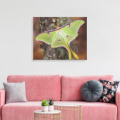 Luna Zijdevlinder Canvas Afdruk (Insitu (Woonkamer))