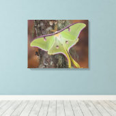 Luna Zijdevlinder Canvas Afdruk (Insitu (Houten vloer))