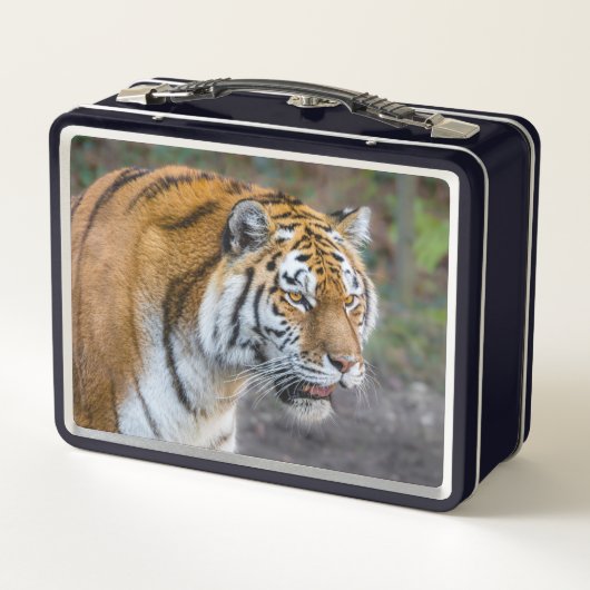 Lunch Box Amur tiger (Dos)
