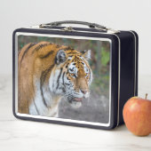 Lunch Box Amur tiger (En situation)