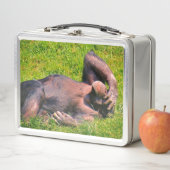 Lunch Box Animal drôle de chimpanzé (En situation)