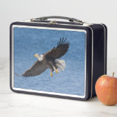 Lunch Box Bald eagle in flight (En situation)