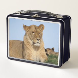 Lunch Box Beau Lion reposant dans la nature