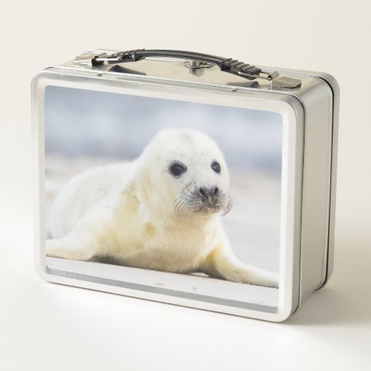 Lunch Box Bébé phoque des images | de Getty (Dos)