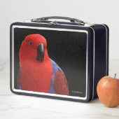 Lunch Box Belle "Dame en rouge" Eclectus Parrot (En situation)