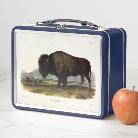 Lunch Box Bison américain, ou bison (bison) - Audubon (En situation)