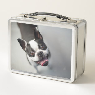 Lunch Box Bouledogue français des images de Getty