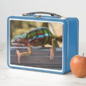 Lunch Box Caméléon magnifique (En situation)