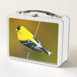 Lunch Box Chardonneret d'Amérique - Photographie originale