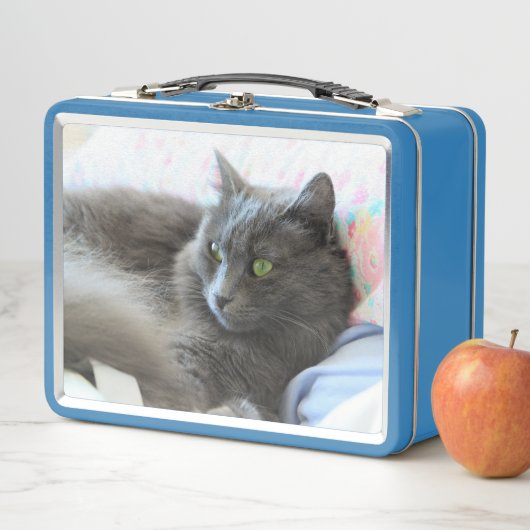 Lunch Box Chat de Nebelung (En situation)
