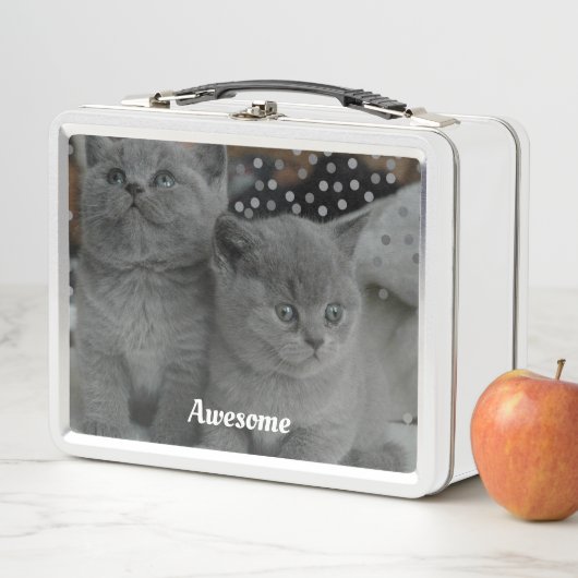 Lunch Box Chats Kitty Gray Cute (En situation)