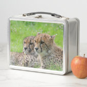 Lunch Box Cheetah 001 (En situation)