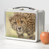 Lunch Box Cheetah - Big Cat (En situation)