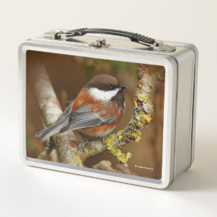 Lunch Box Chickadee Songbird, mignonne à dos de châtaignier