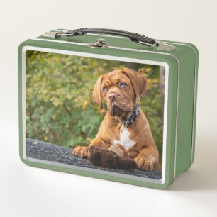 Lunch Box Chien mignon