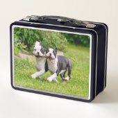 Lunch Box Chiens chiots du Cute Boston Terrier courir et jou (Dos)