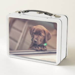 Lunch Box Chocolat Labrador Puppy In Car