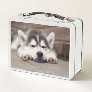 Lunch Box Chuppy Husky Sleeping