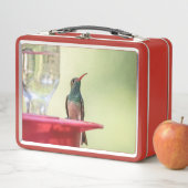 Lunch Box Colibri à ventre cassé au Texas (En situation)
